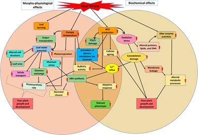 Insights into morphological and physio-biochemical adaptive responses in mungbean (Vigna radiata L.) under heat stress